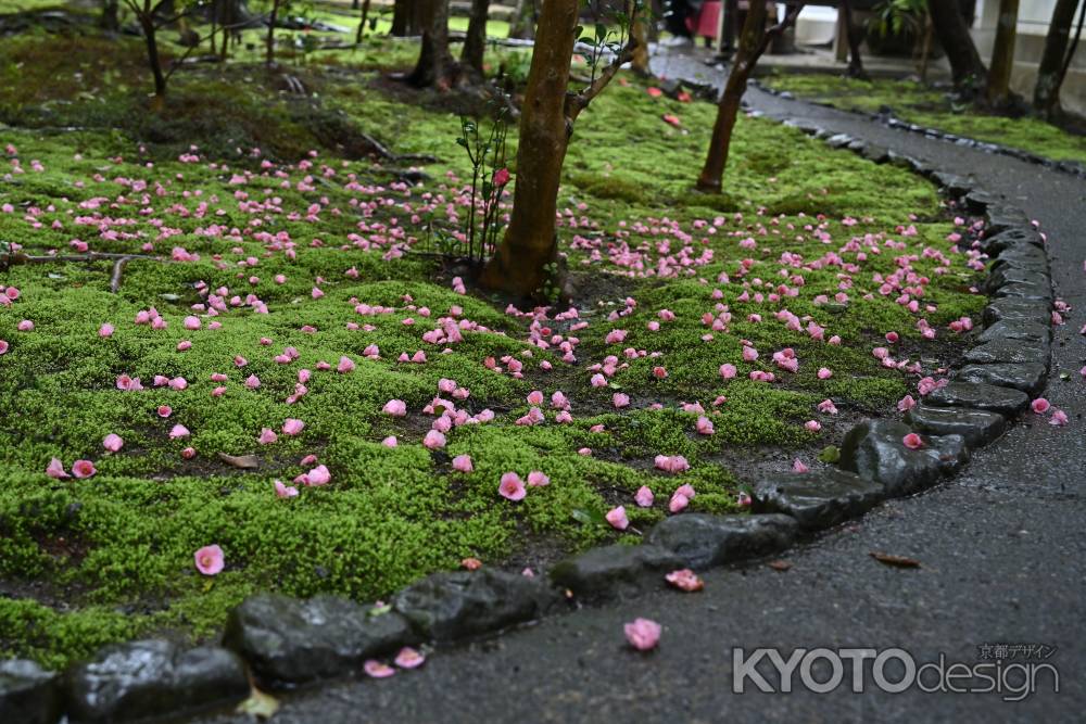 谷の御所、春便り