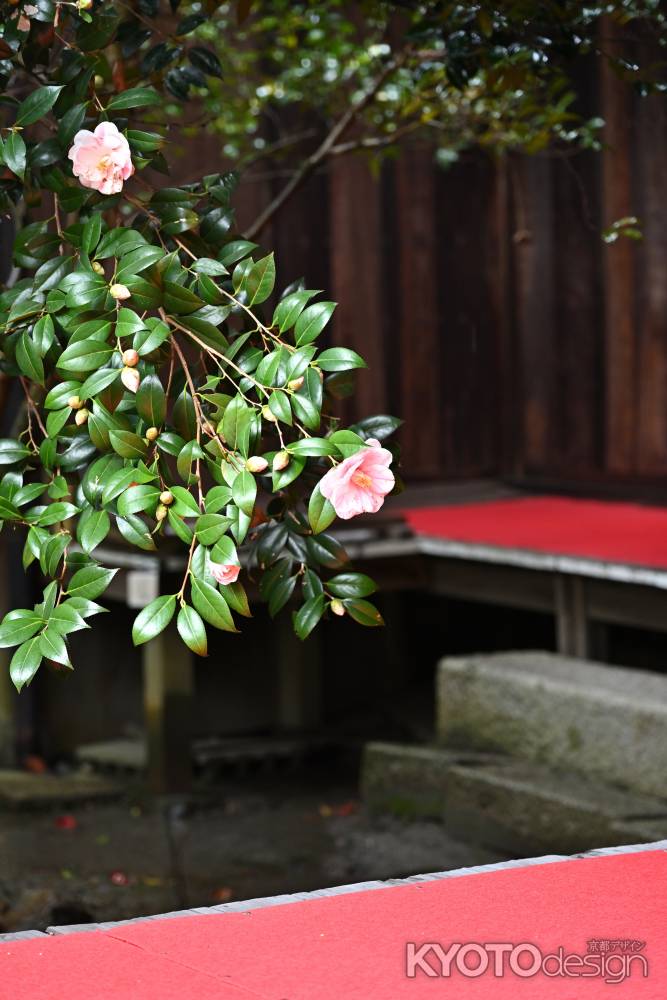 門跡、彩の春