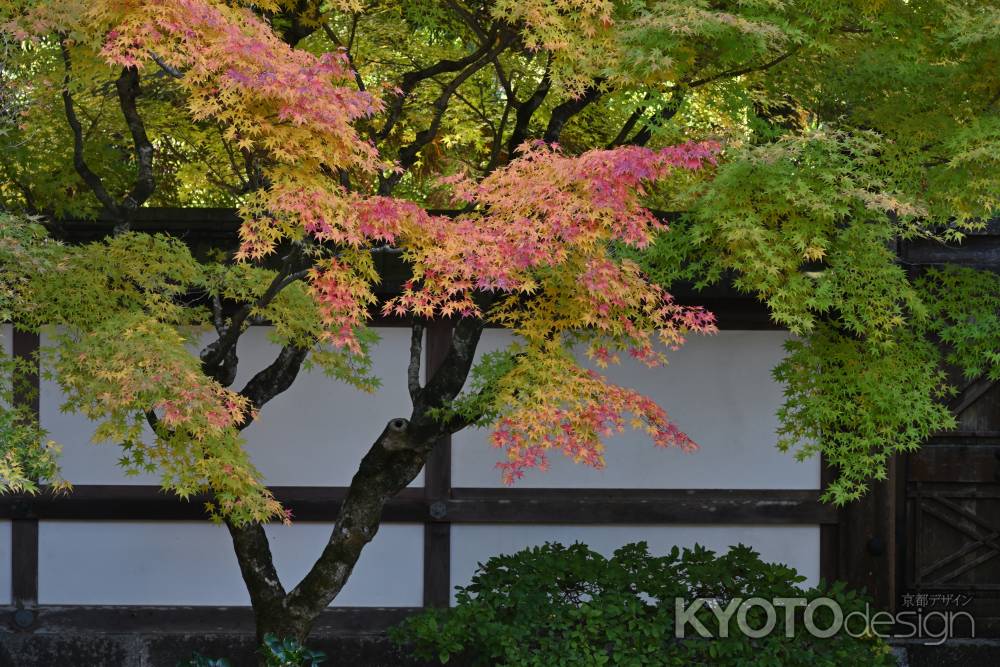 名刹のグラデーション