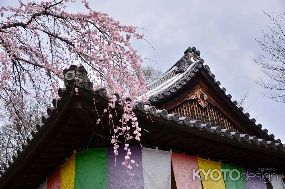 桜ゆれる護摩祈願