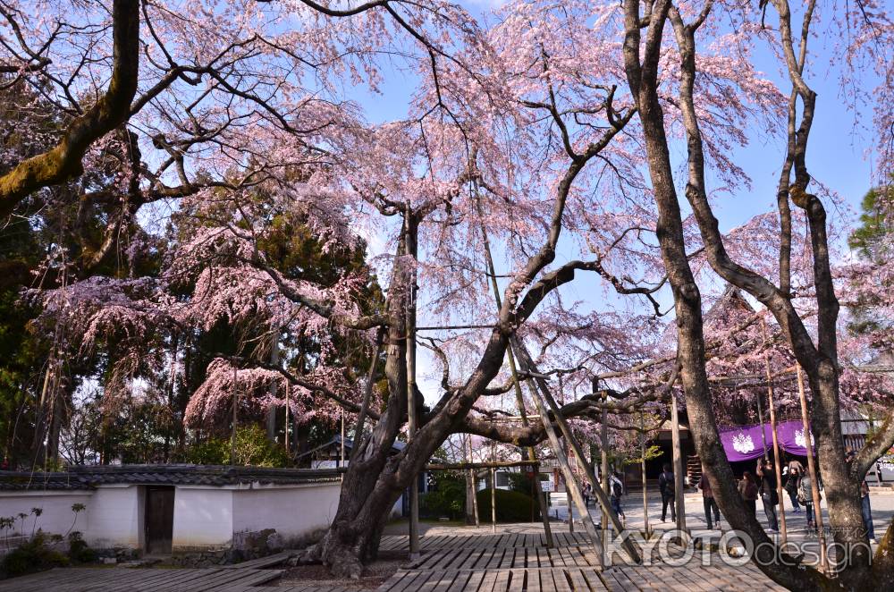 枝桜の出迎え