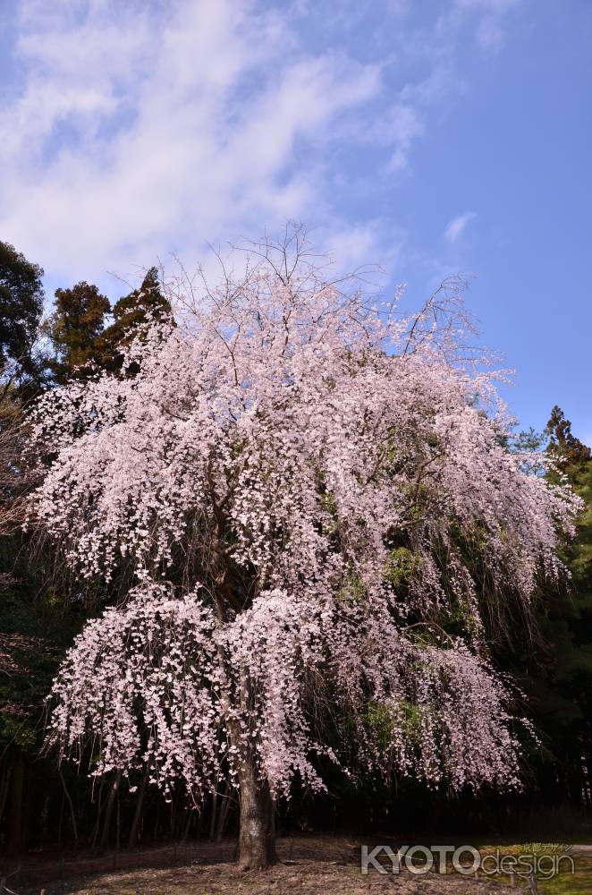 醍醐の桜日和