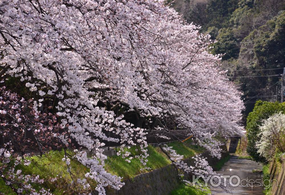 白川を彩る桜花