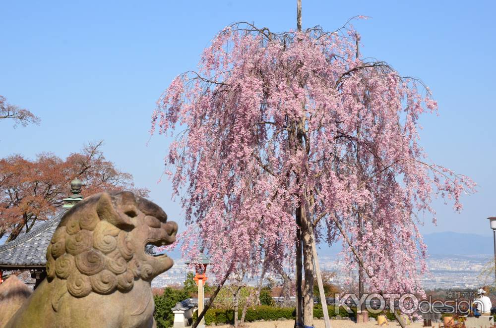 犬愛でた枝垂れ桜