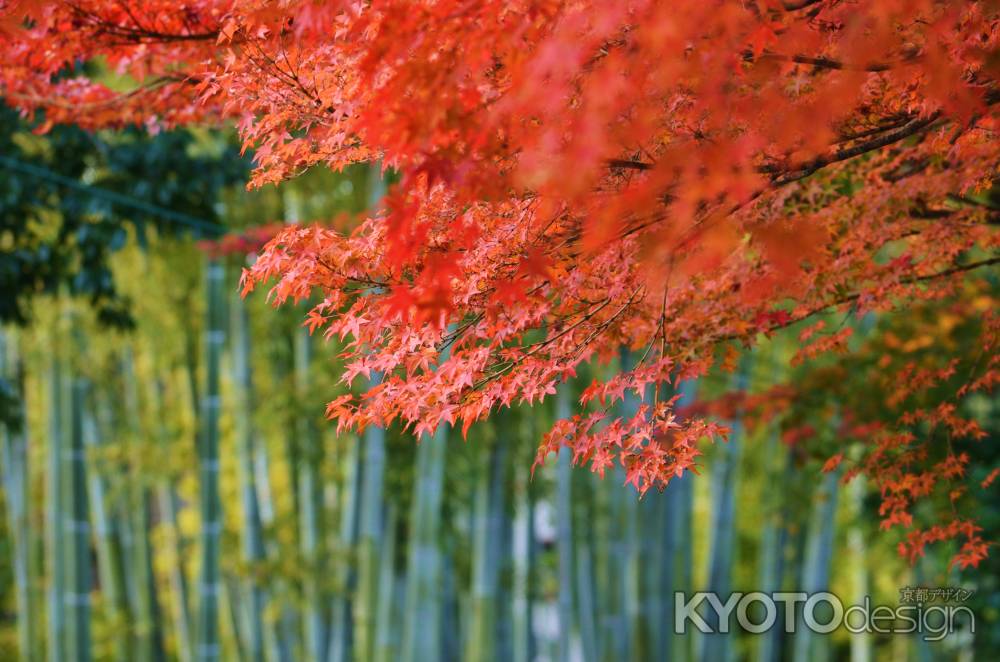 竹林と紅葉