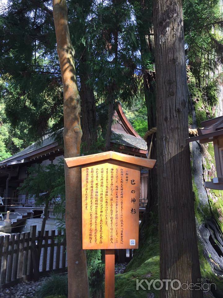 大神神社 巳の神杉 2016.4.29