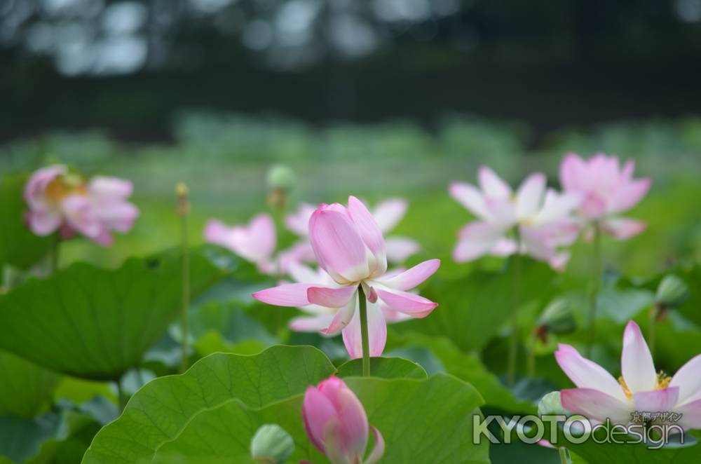 嵯峨野大覚寺　大沢池　蓮（060807a)