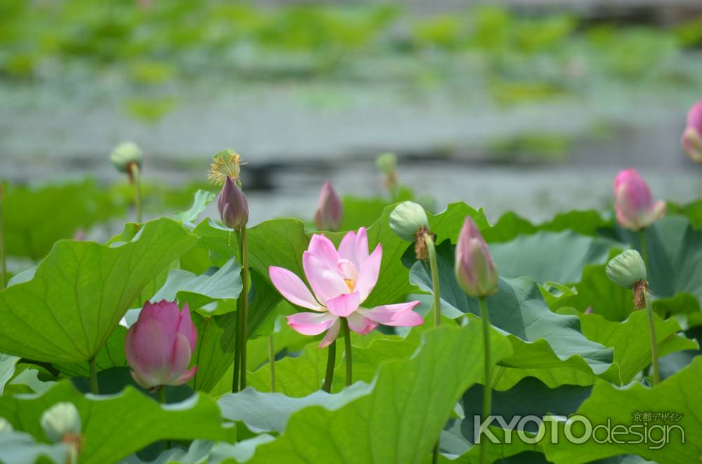 嵯峨野大覚寺　大沢池　蓮（060807b)