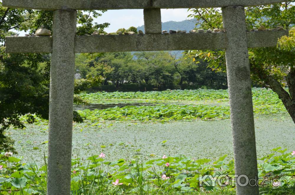 嵯峨野大覚寺　大沢池　蓮（060807c)