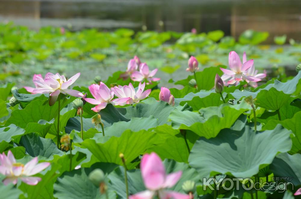 嵯峨野大覚寺　大沢池　蓮（060807d)