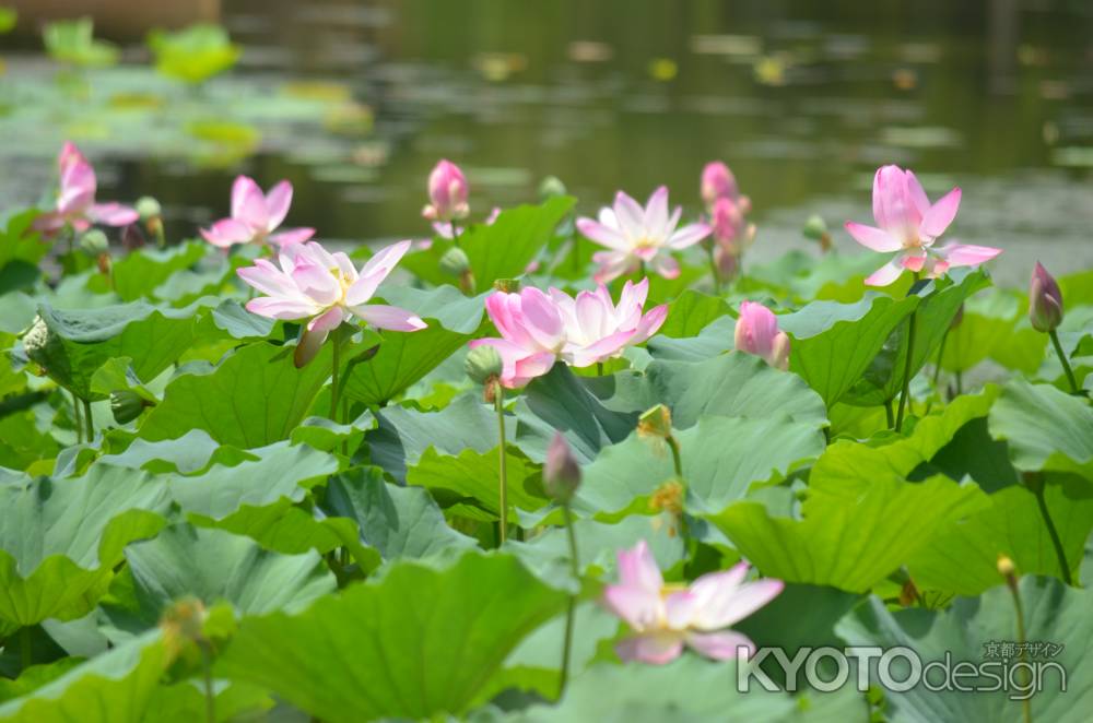 嵯峨野大覚寺　大沢池　蓮（060807e)