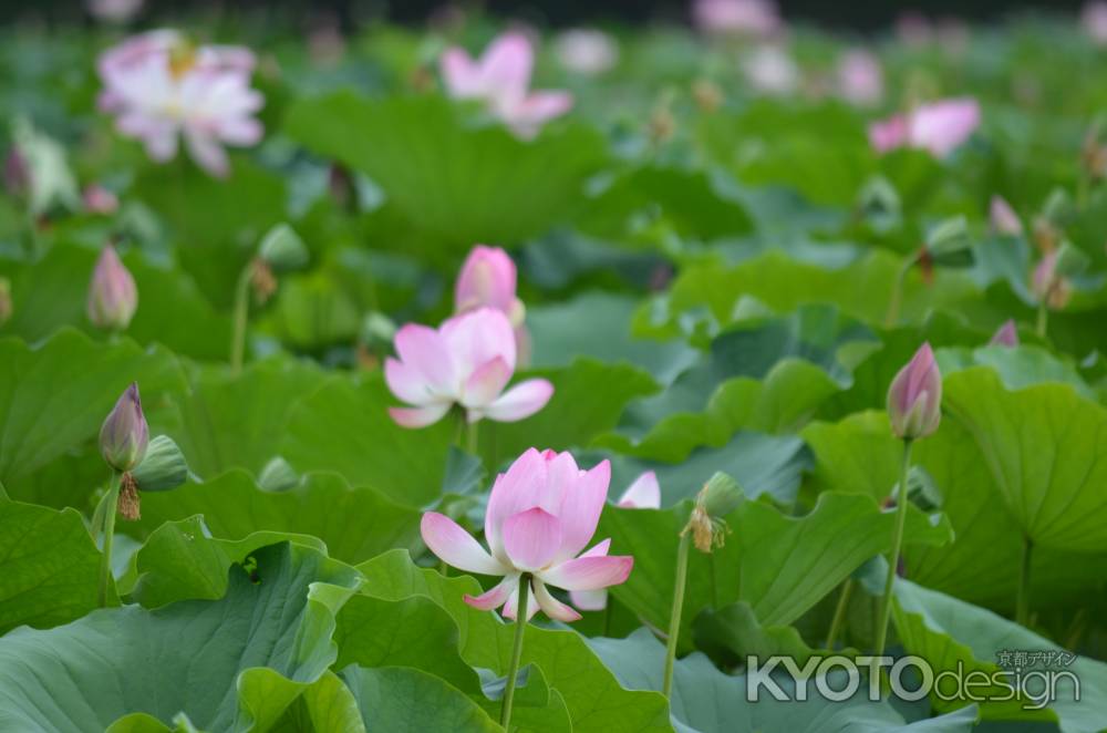 嵯峨野大覚寺　大沢池　蓮（060807f)