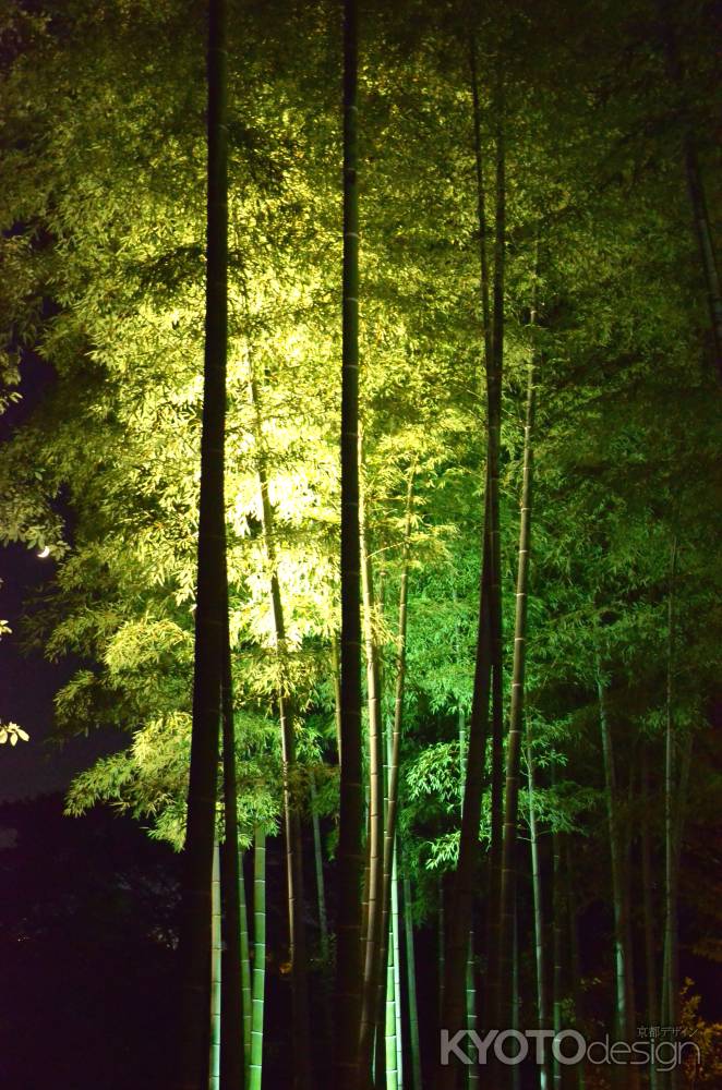 高台寺　夜間ライトアップ　竹林(160807g)