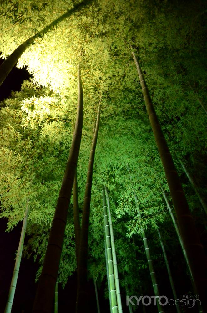 高台寺　夜間ライトアップ　竹林(160807h)