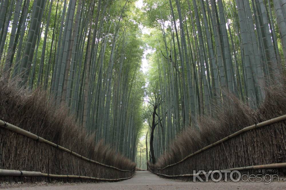 嵯峨竹林小径