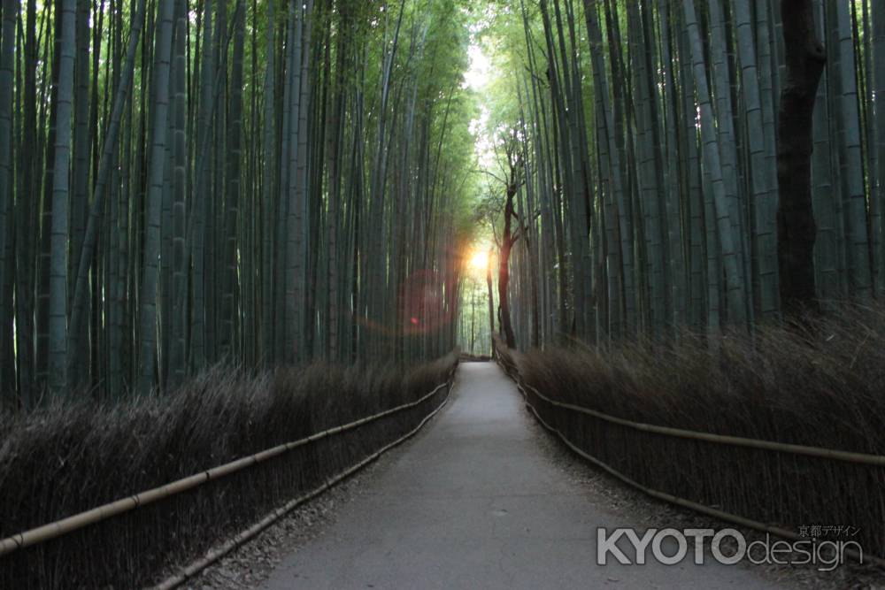 奇跡の嵯峨野竹林