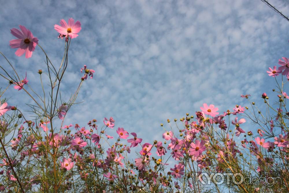 秋桜と鱗雲