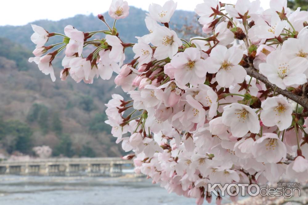 さくら×嵐山