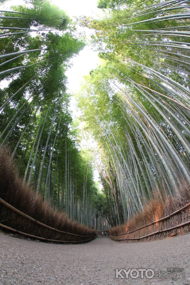 ここから始まる嵯峨野竹林