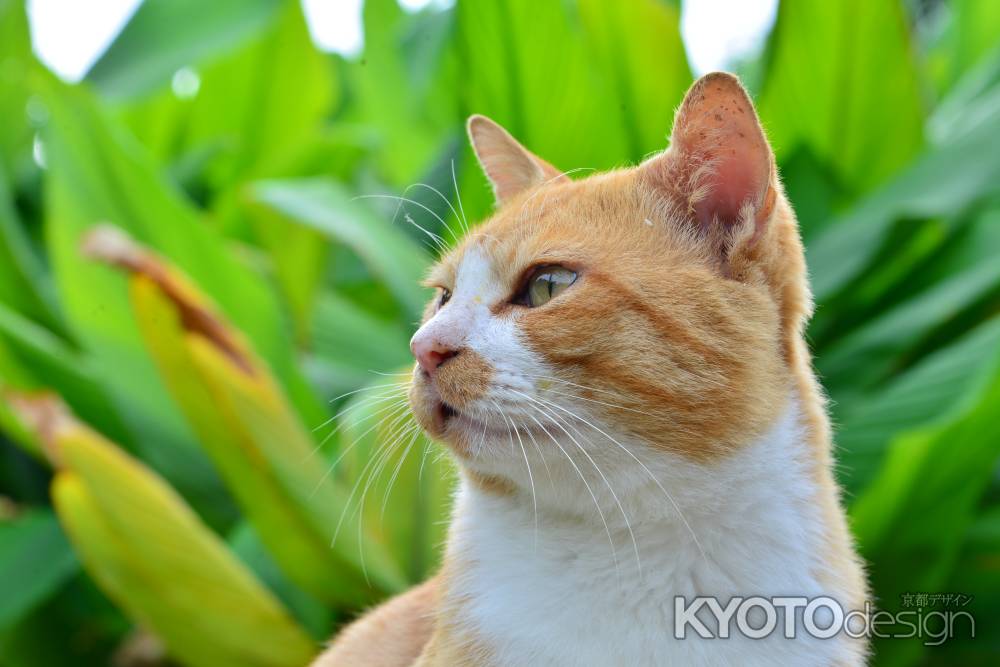 風の香り