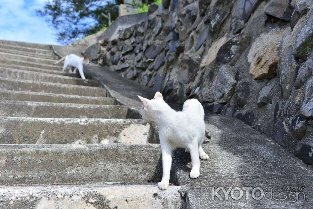 ついておいで