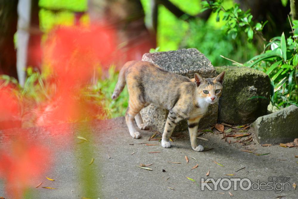 こんにちは