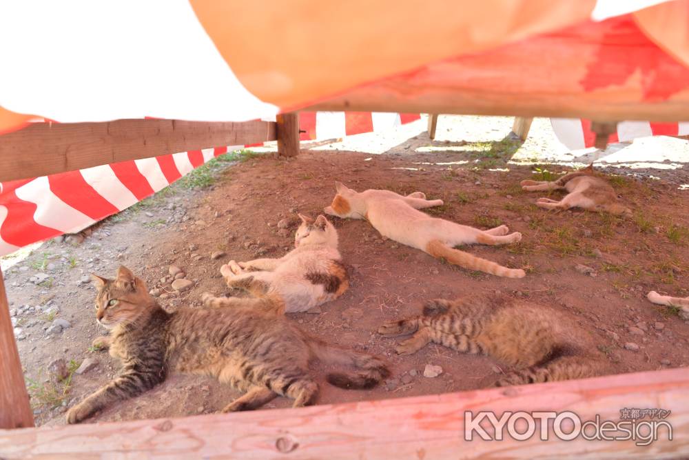 猫たちの祭り