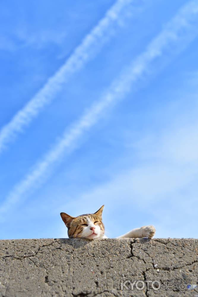 飛行機雲と