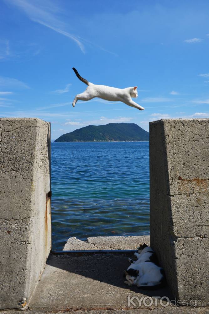 飛ぶねこ、寝るねこ