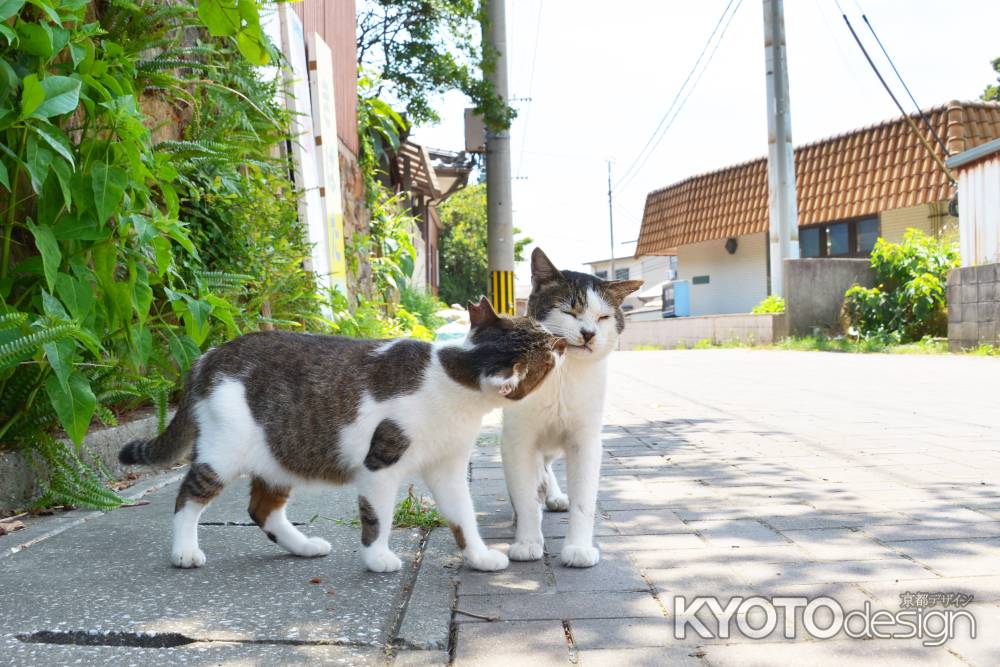 すきすきねこ、いやいやねこ