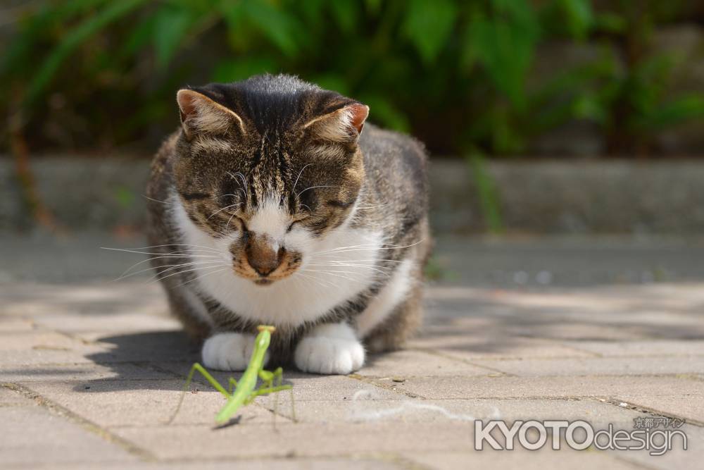 かまきりさんおはよう