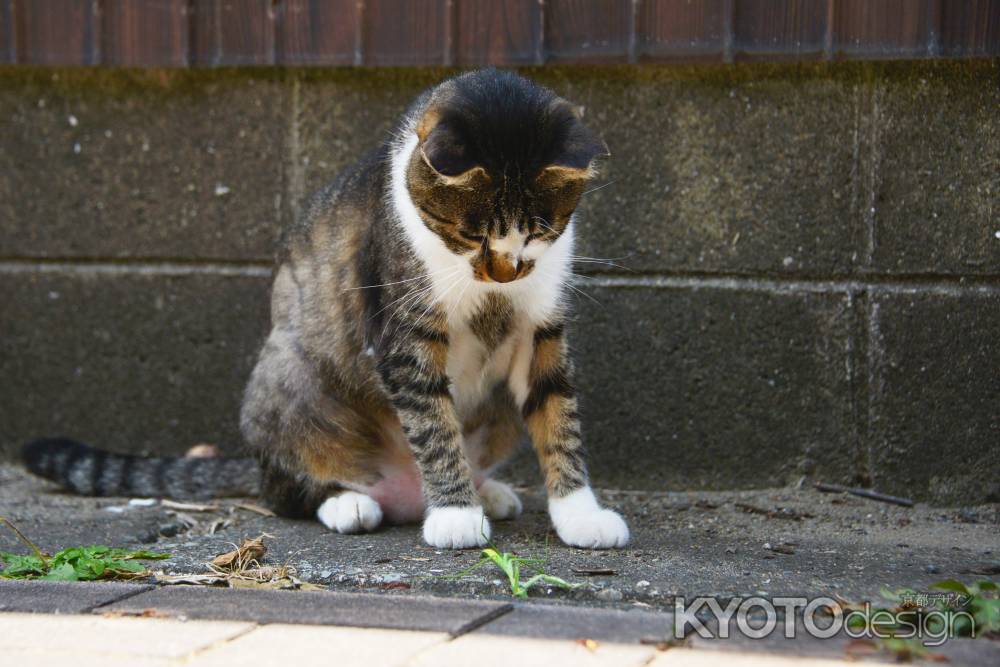 かまきり、ぶったおれる