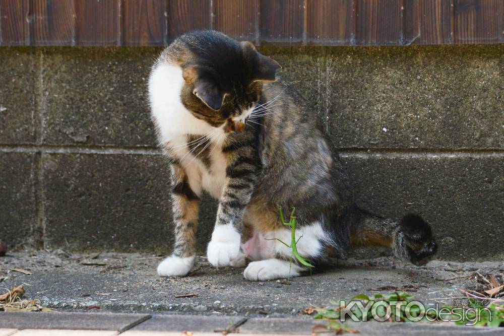 かまきり、たちむかう