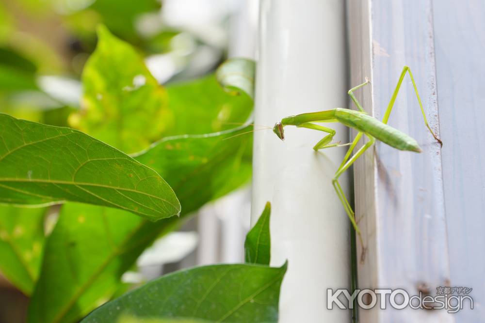 かまきり、のぼる