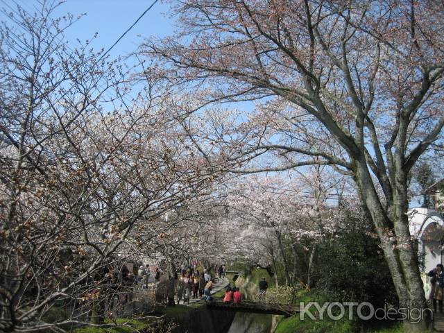 法然院の桜