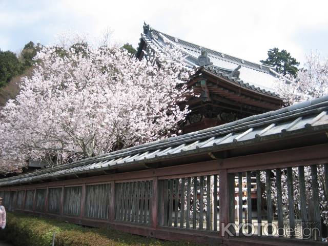 毘沙門堂の桜