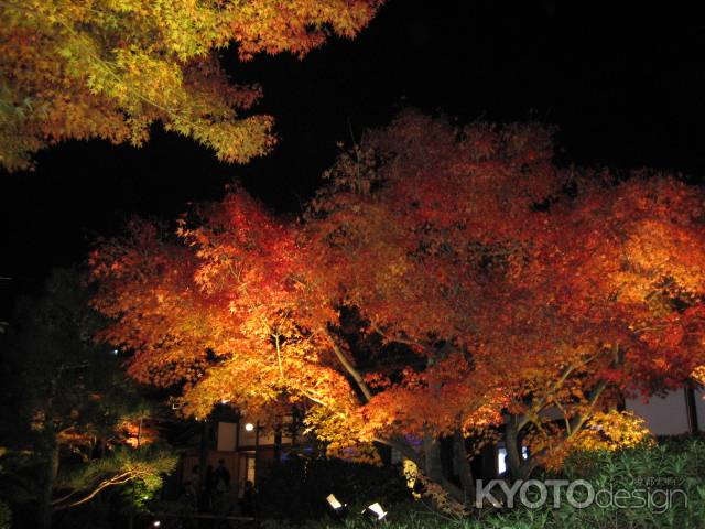 光る紅葉　高台寺