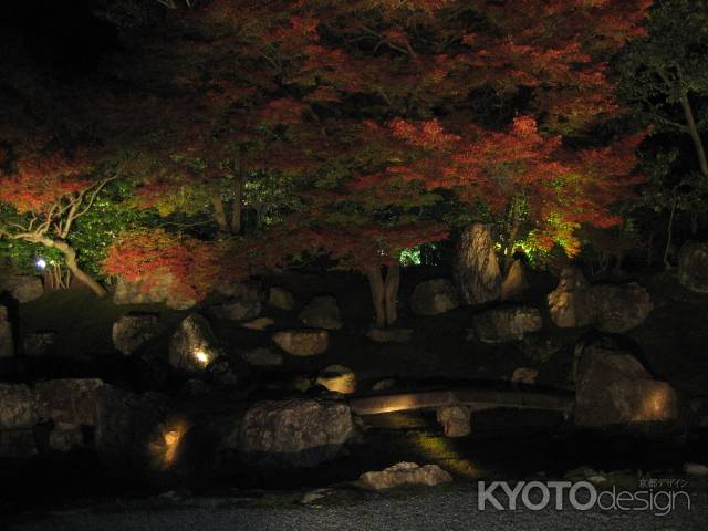 光る紅葉　高台寺