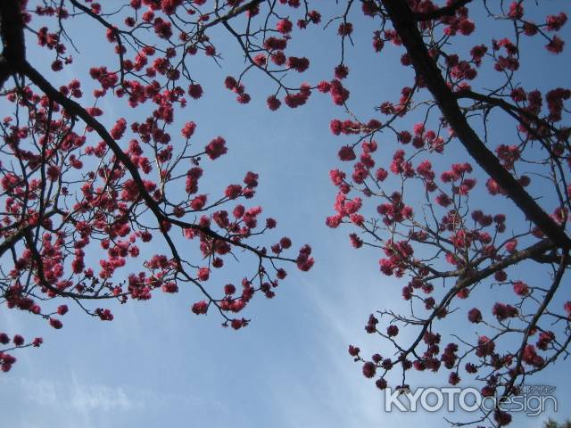 京都御苑の梅