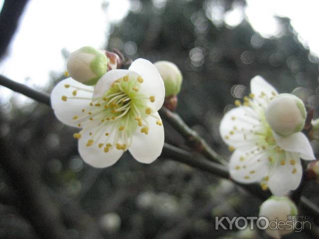 白い梅の花