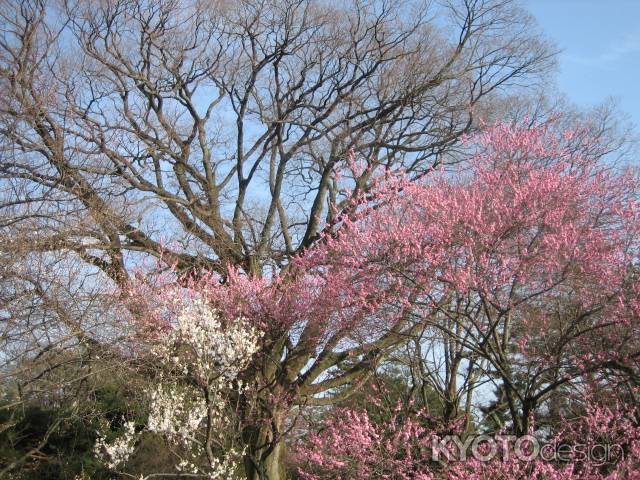 京都御苑　梅の木々