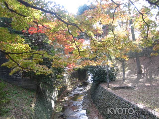 北野天満宮の紅葉