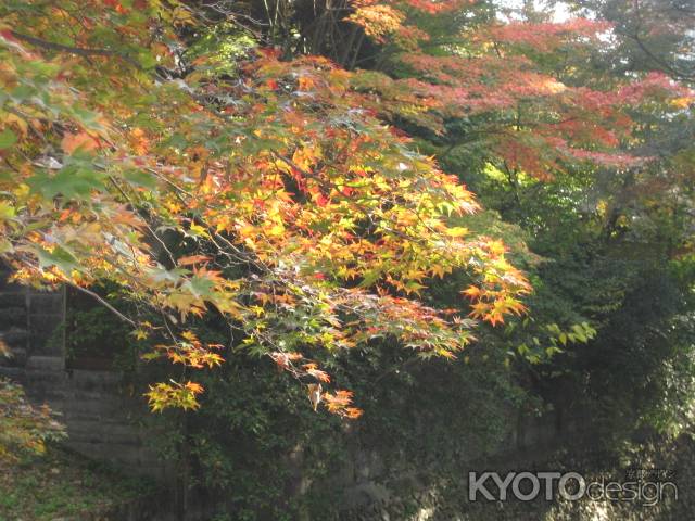 北野天満宮の紅葉