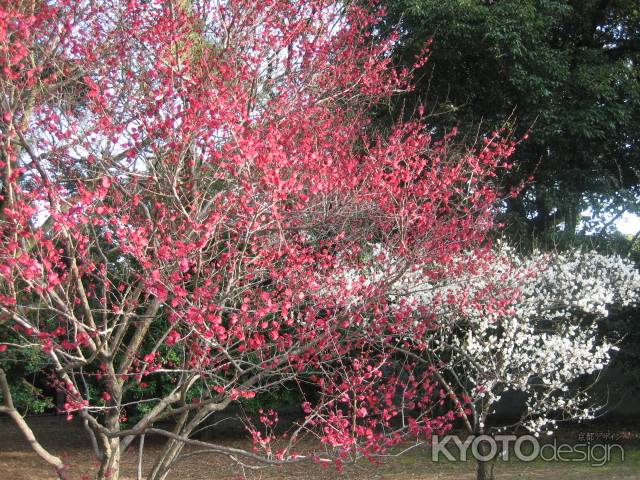 紅色の梅の花