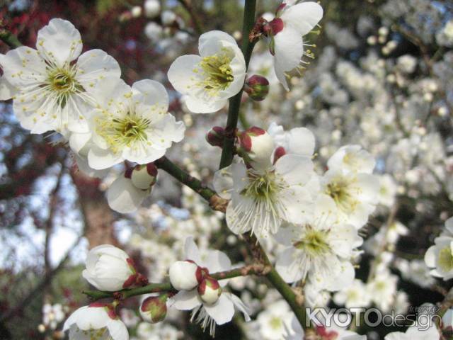 京都御苑の白梅