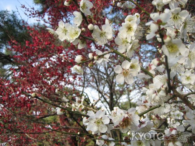 京都御苑の梅