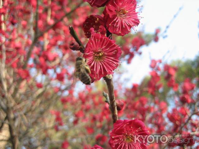 紅梅と蜂