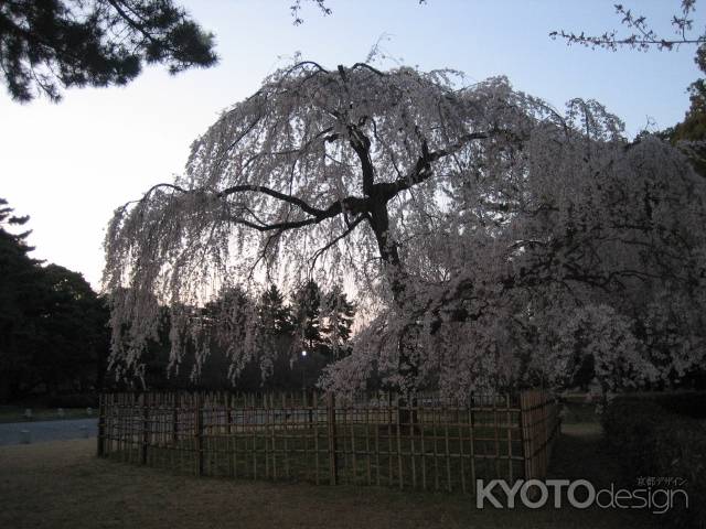 京都御苑の枝垂桜