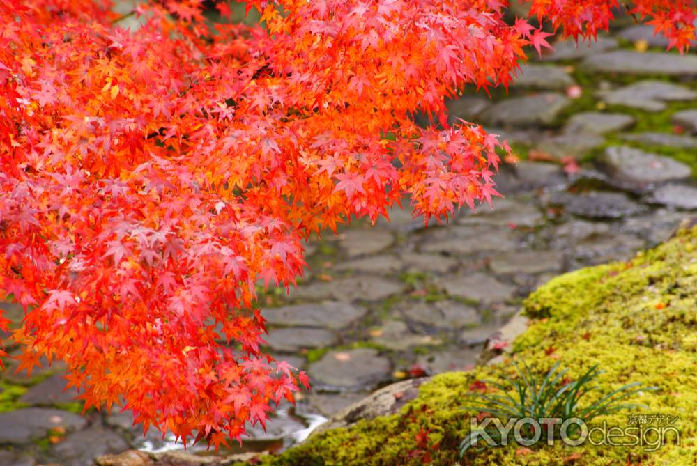 相国寺/紅葉2