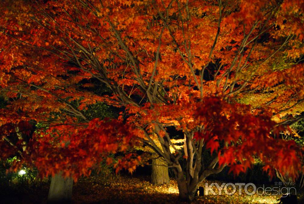 平等院夜間特別拝観